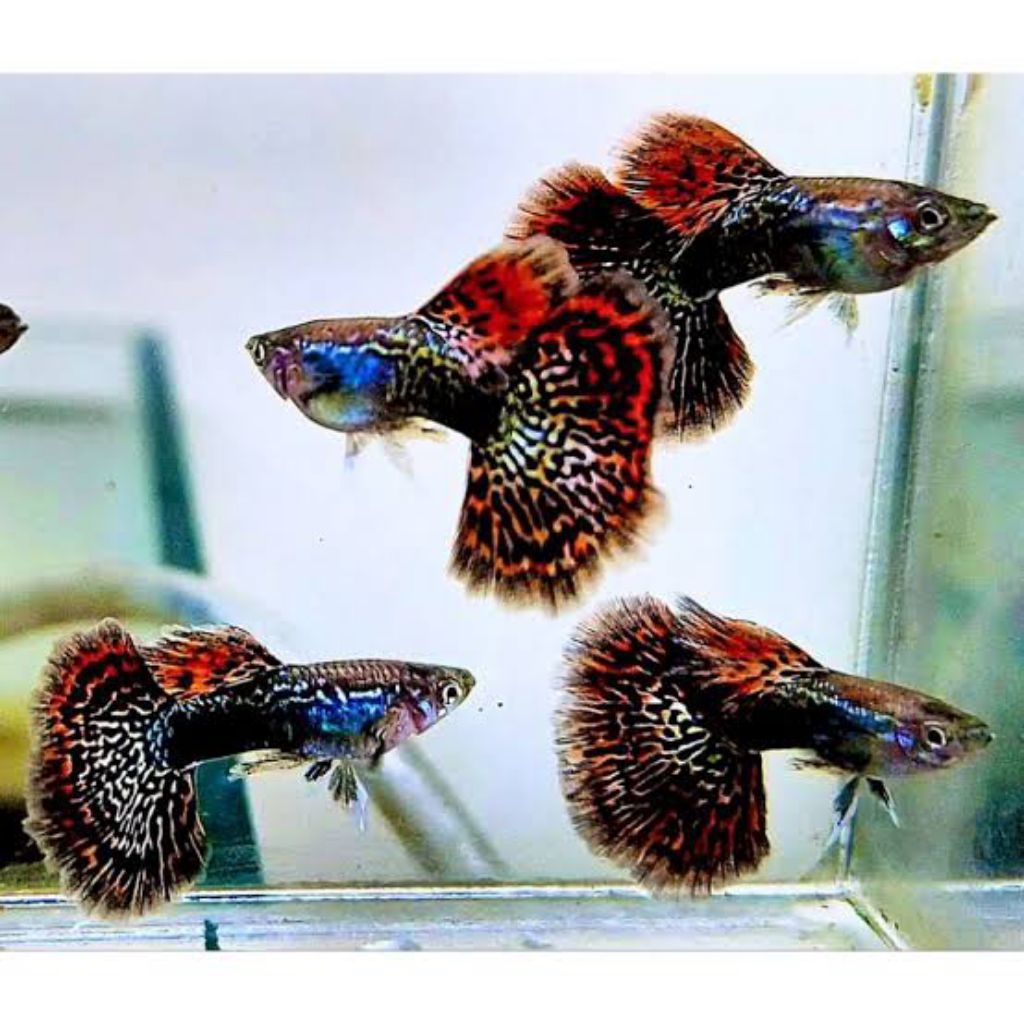 Ikan Guppy red dragon halfmoon perpasang