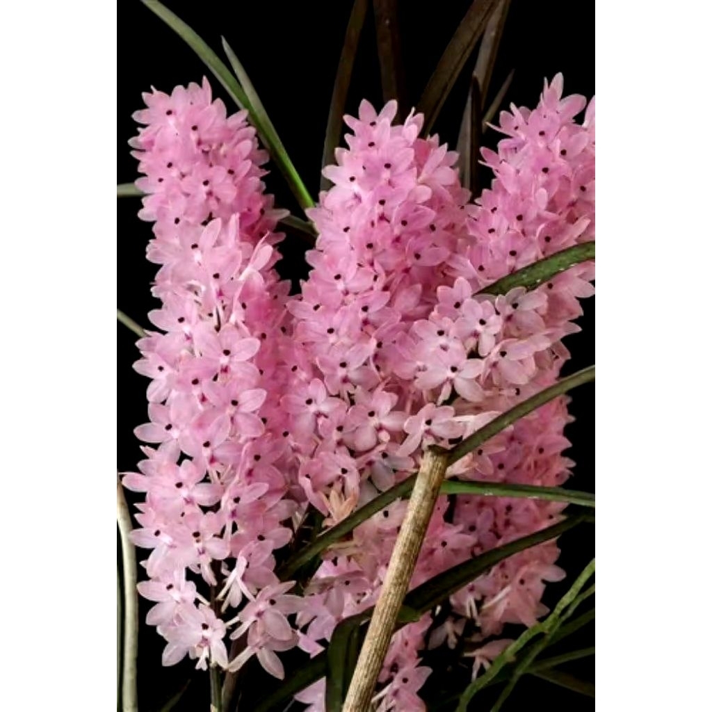 Vanda cristensonianum x vanda asco miniata