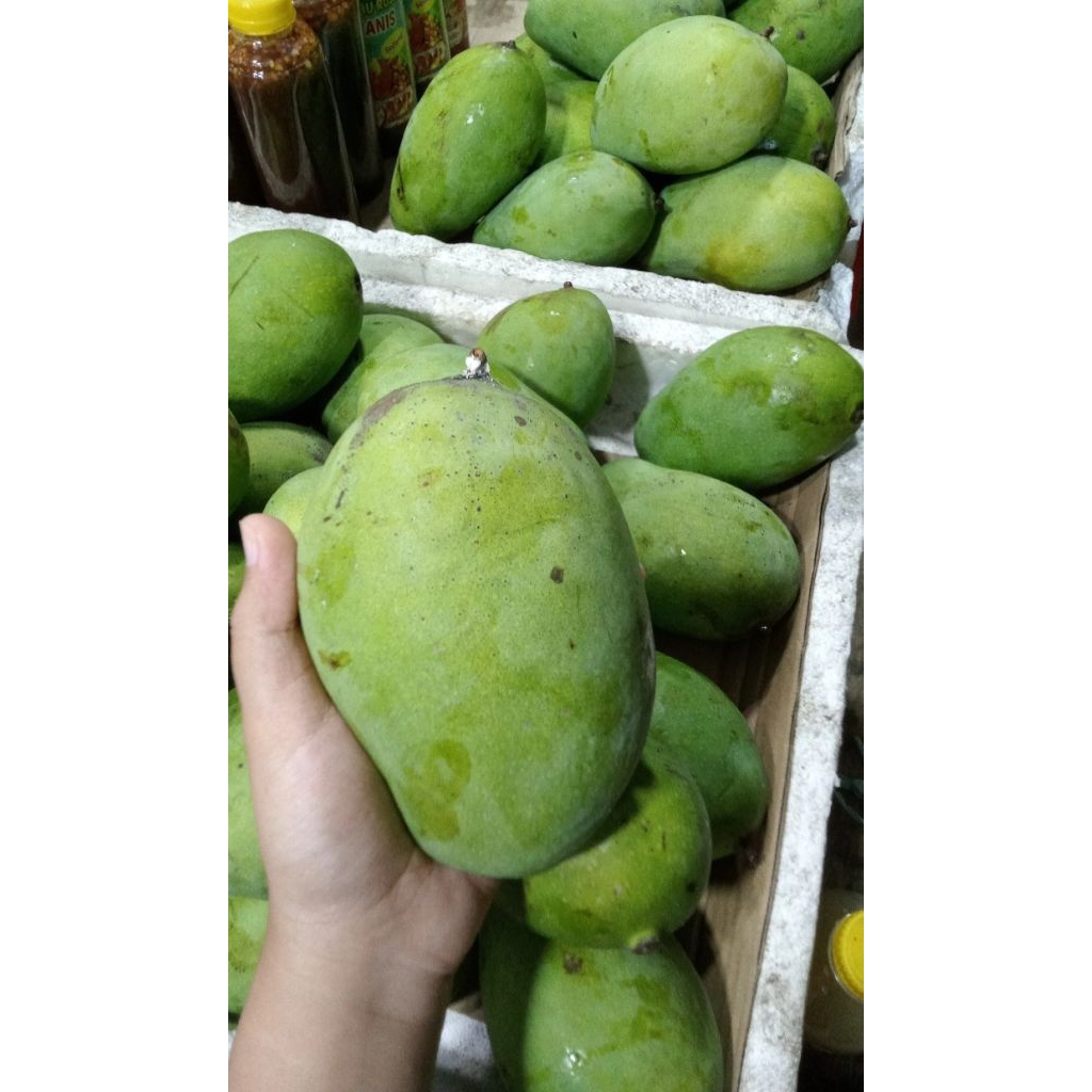 Mangga gadung matang 1kg