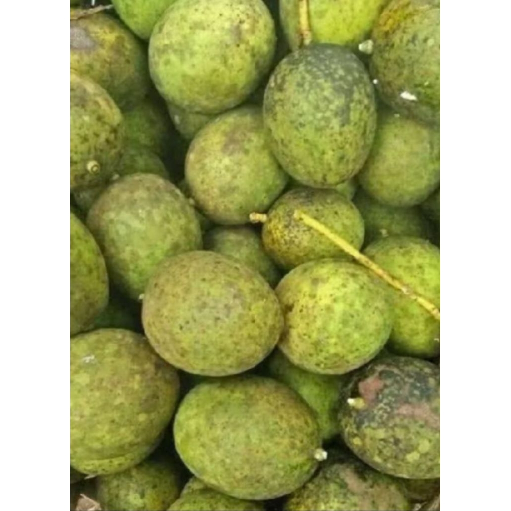 buah limus segar/buah pakel1kg