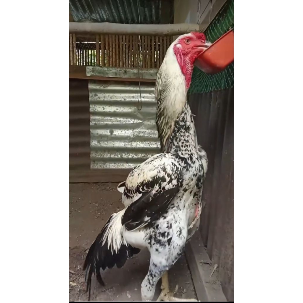 TELUR AYAM INDIO GIGANTE UNTUK DI TETASKAN