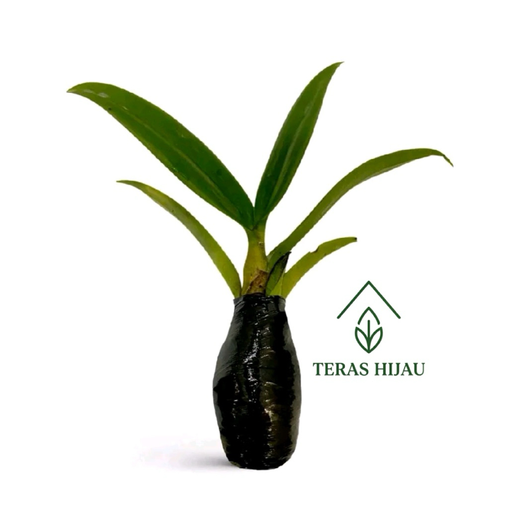 PROMO!!!! Sedling anggrek dendro / Bibit anggrek Dendro