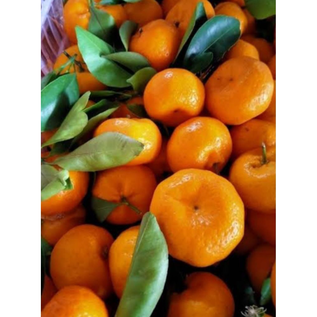 buah jeruk Santang murah