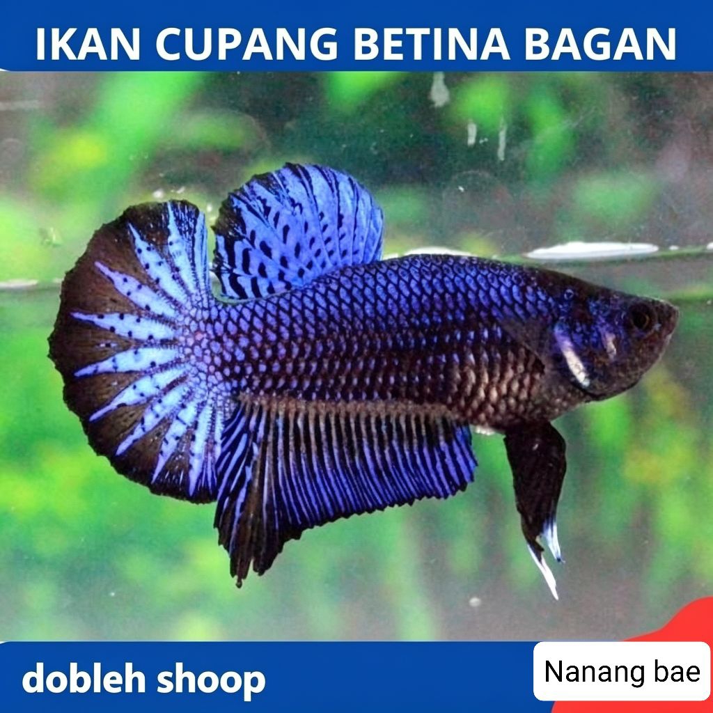 ikan cupang betina jenis adu bagan