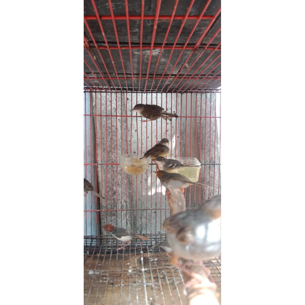 burung prenjak atas klawu