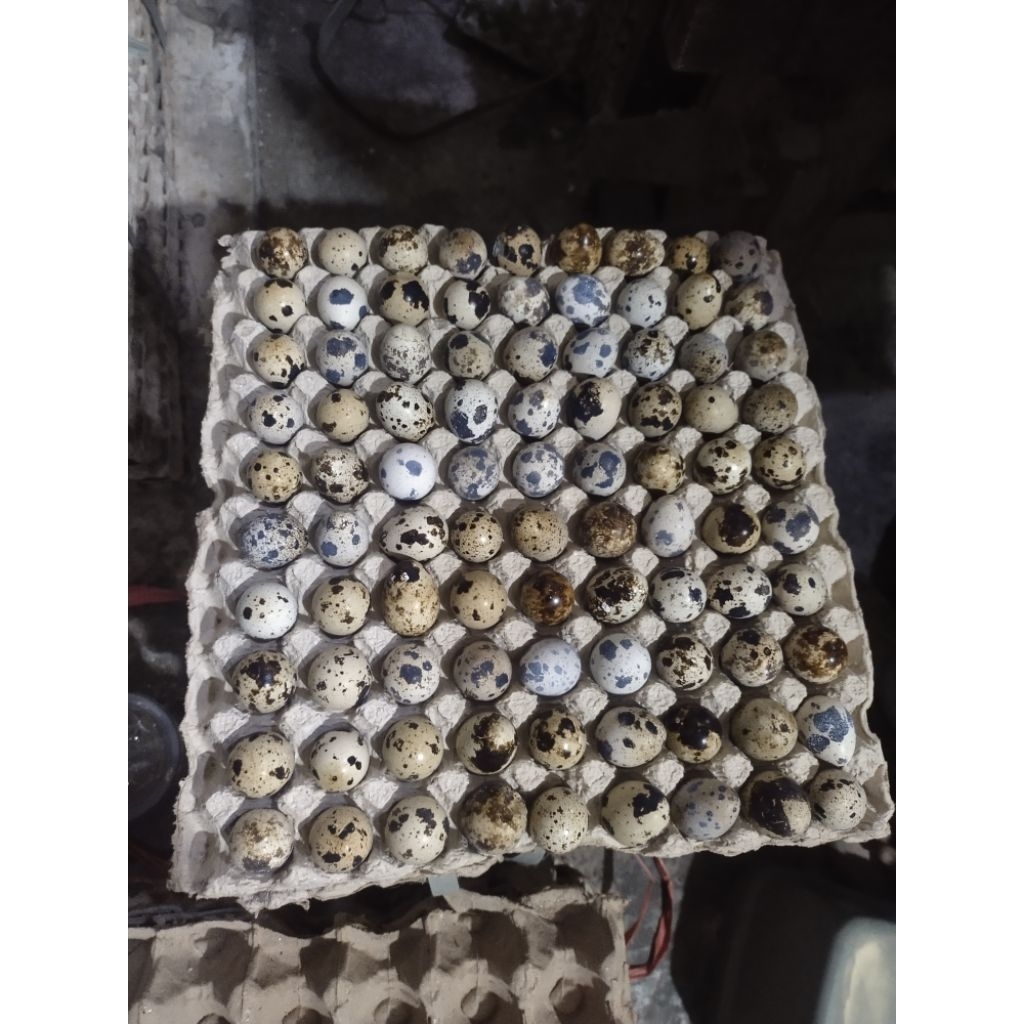 Telur puyuh 1kg