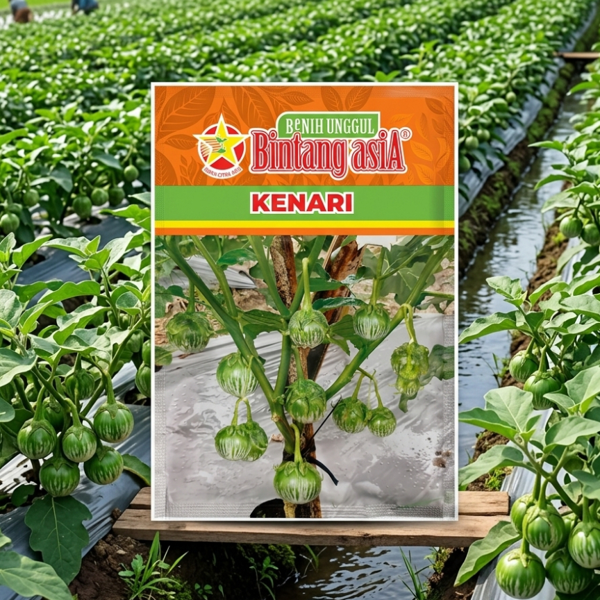 Benih Terong Kenari 10 Gr Terong Lalap Kenari Panen Cepat