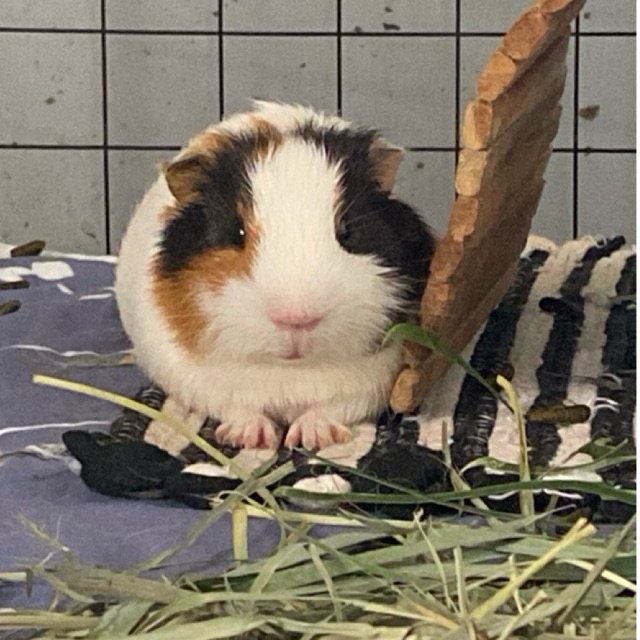 Guinea Pig local/american genetik teddy (marmut hias lampung)