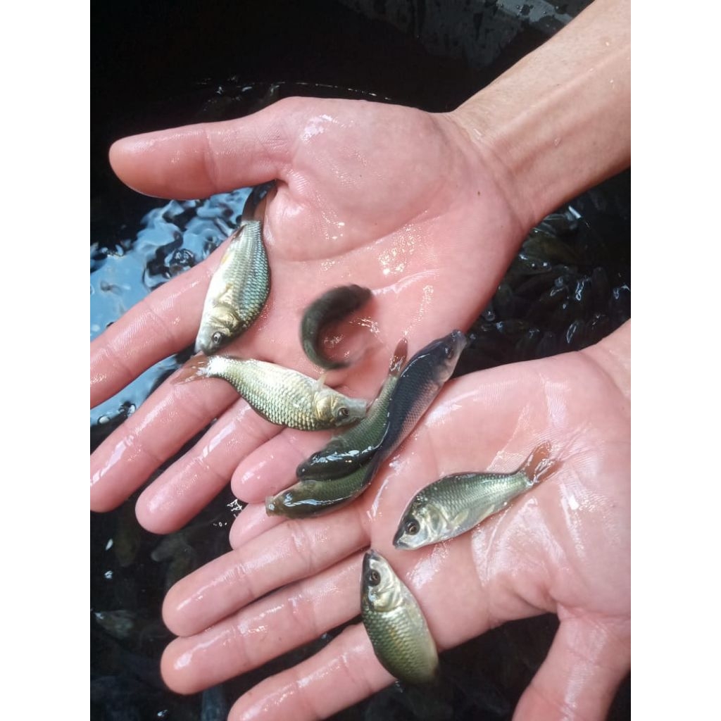 Bibit Ikan Mas Konsumsi Sehat