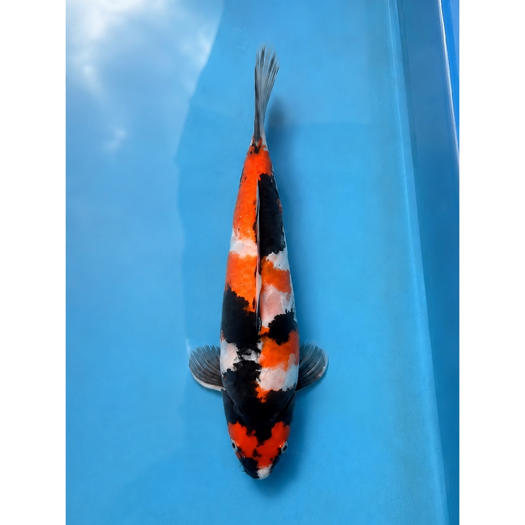 Koi Showa Shansoku M45cm Jantan body tebal good patern Blitar HQ