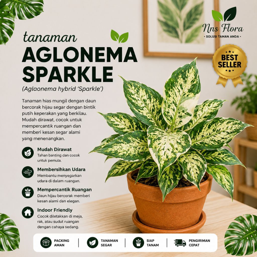 Aglonema Diven Sparkle Tanaman Hias Diven Lukisan Cinta