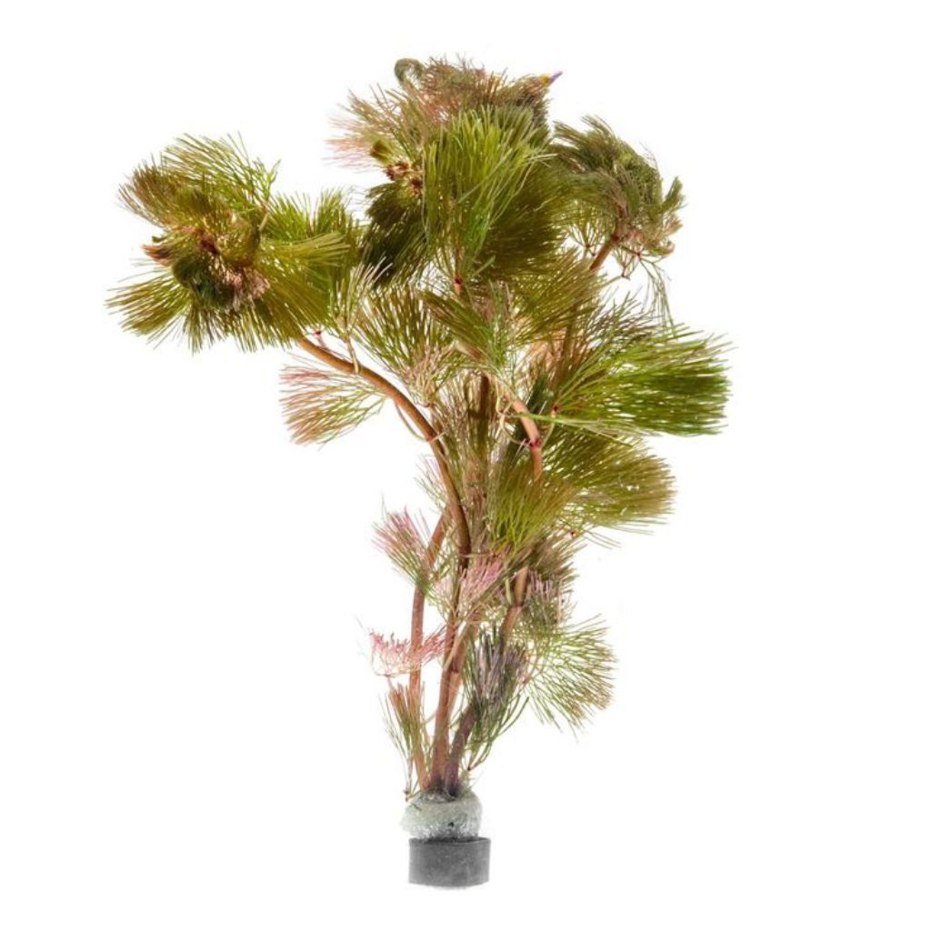 Cabomba Red (Cabomba furcata) – Tanaman Aquascape