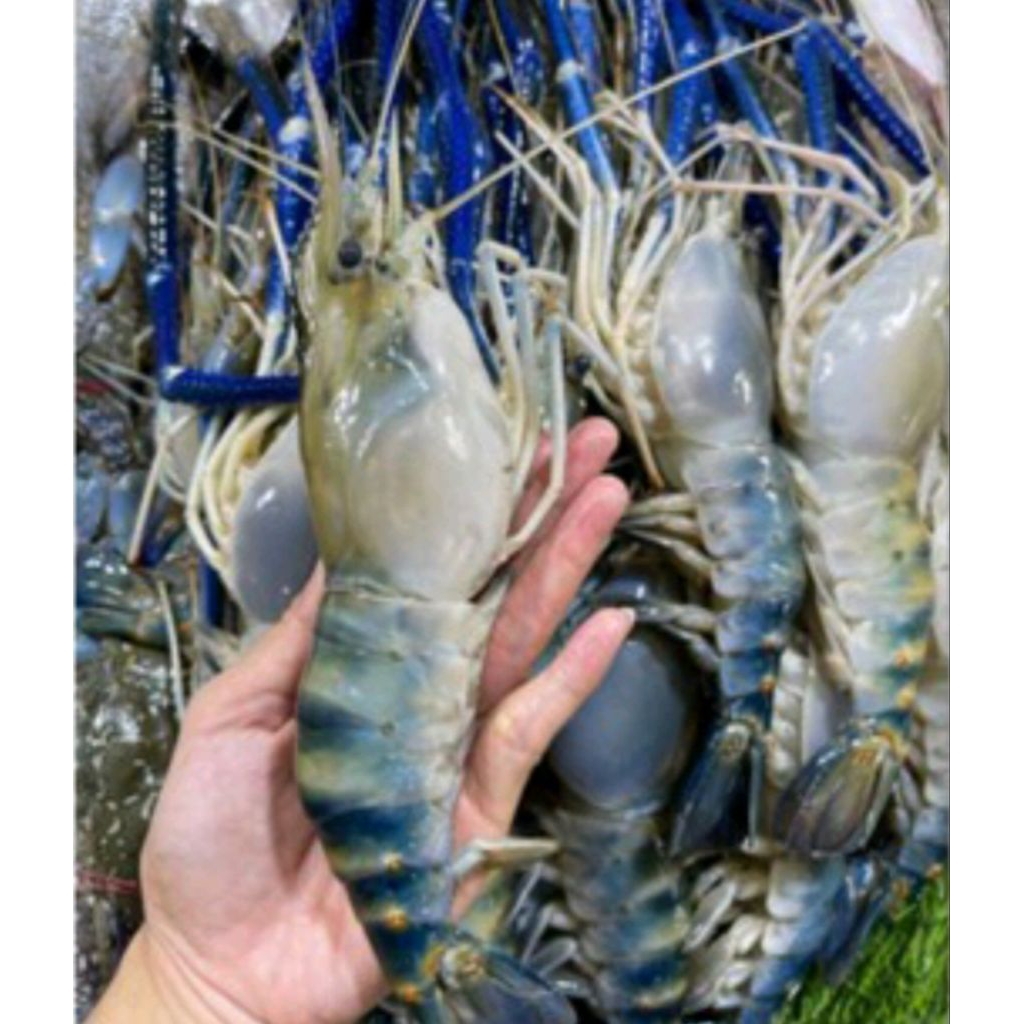 Udang galah segar/ udang sungai segar