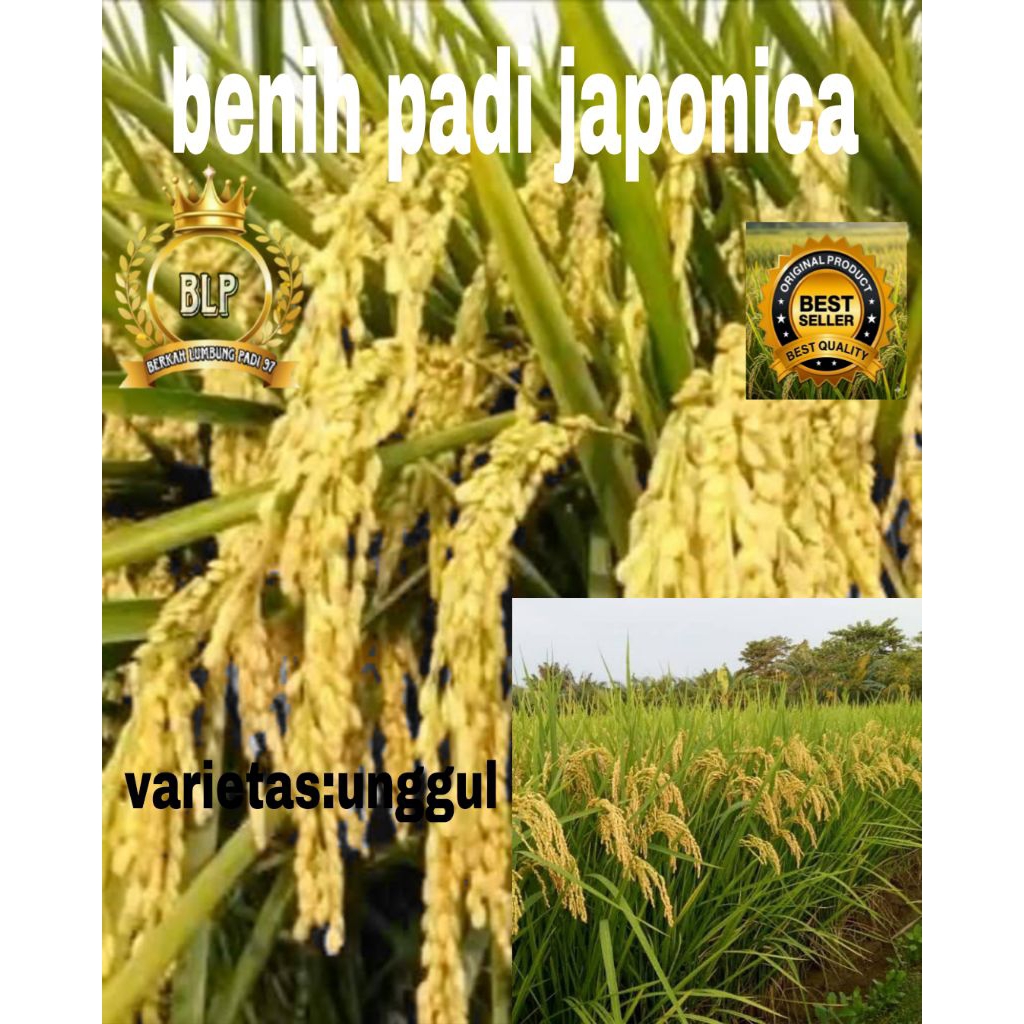 benih padi unggul 1kg japonica