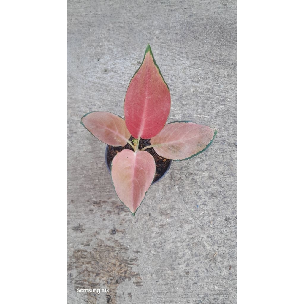 Aglonema Kocin Belang/Kocin Bendera (Size Remaja)