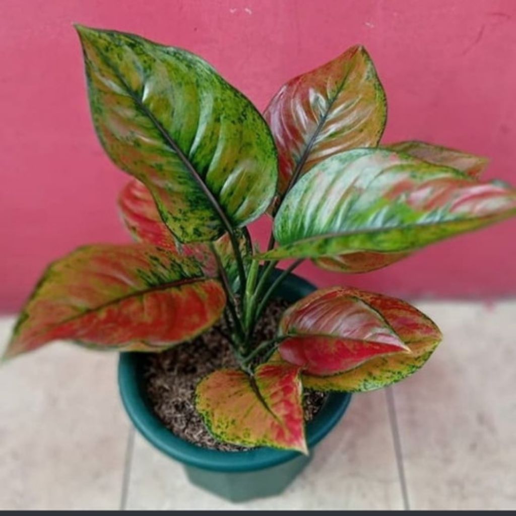 AGLONEMA RED HENG HENG MERAH/RIMBUN MURAH