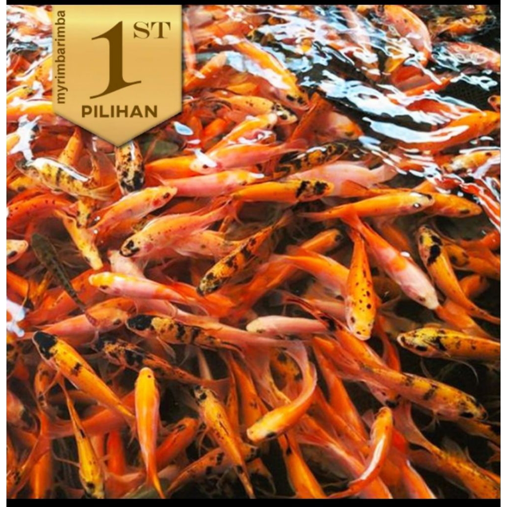 Baby Nila Merah Bangkok Ikan Hias Kolam Aquaponik Hiasan Aquascape
