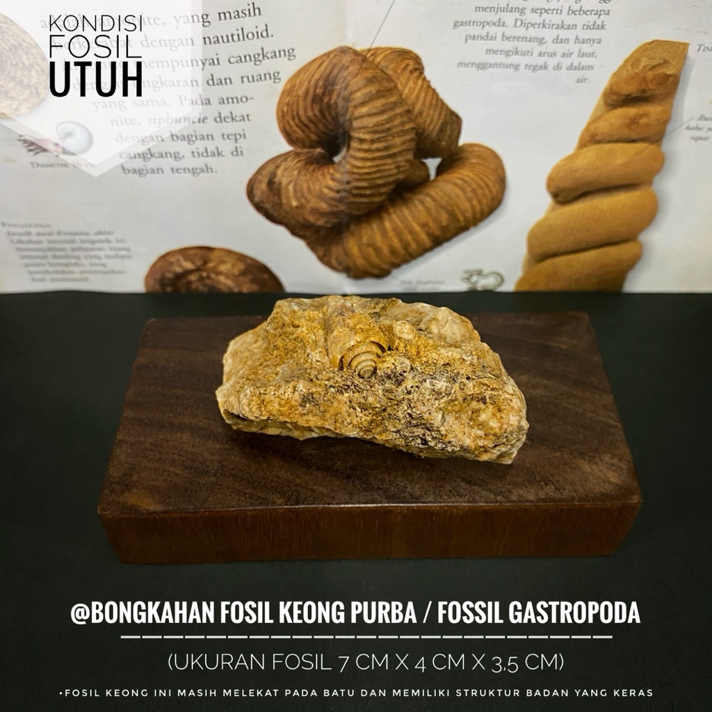Bongkahan Fosil Keong Purba atau Fosil Gastropoda atau Fosil Kol Buntet atau Fossil Snail atau Fosil