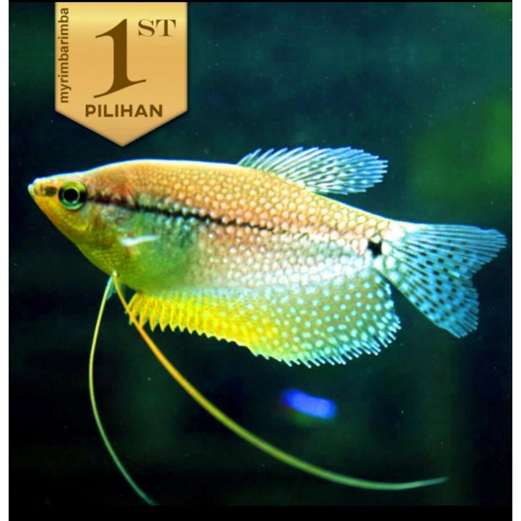 Sepat Mutiara Ikan Hias Aquascape Hiasan Aquarium Tanaman Air Tawar
