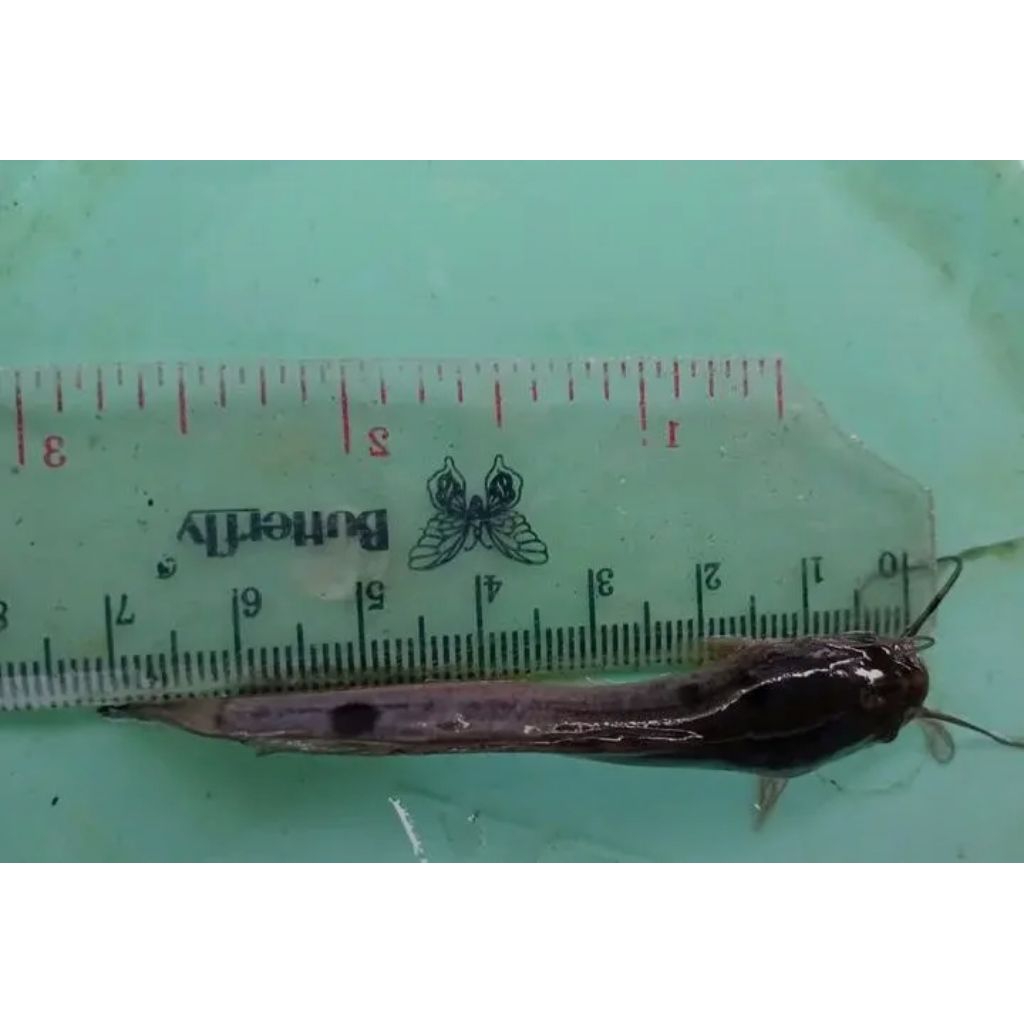 BIBIT LELE DUMBO PANJANG 6-7 CM (isi 100 ekor)