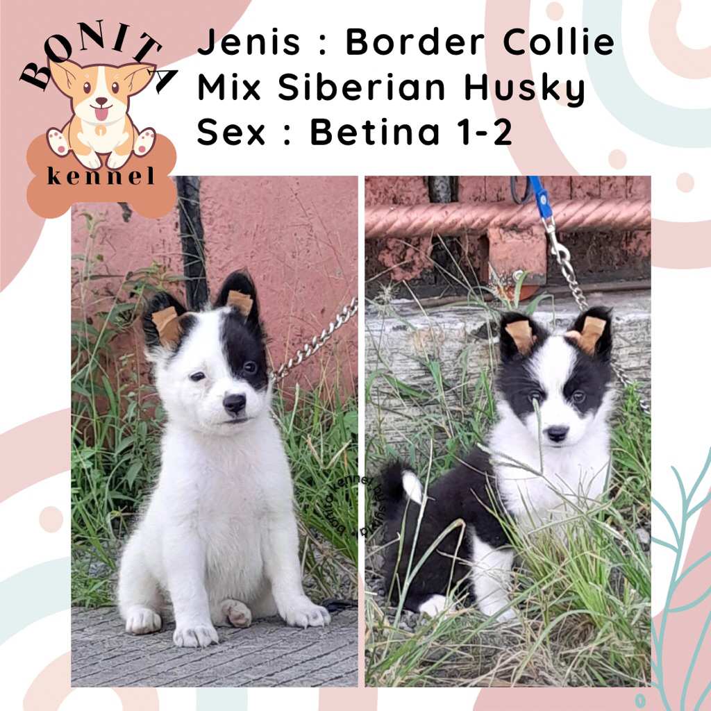 Border Collie Mix Husky Anjing Border Collie Siberian Husky Jantan Betina