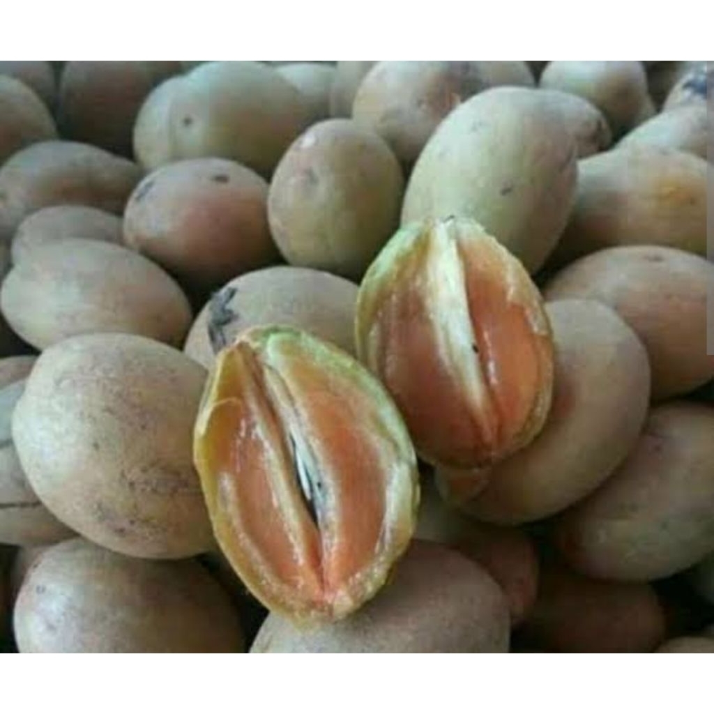 sawo madu