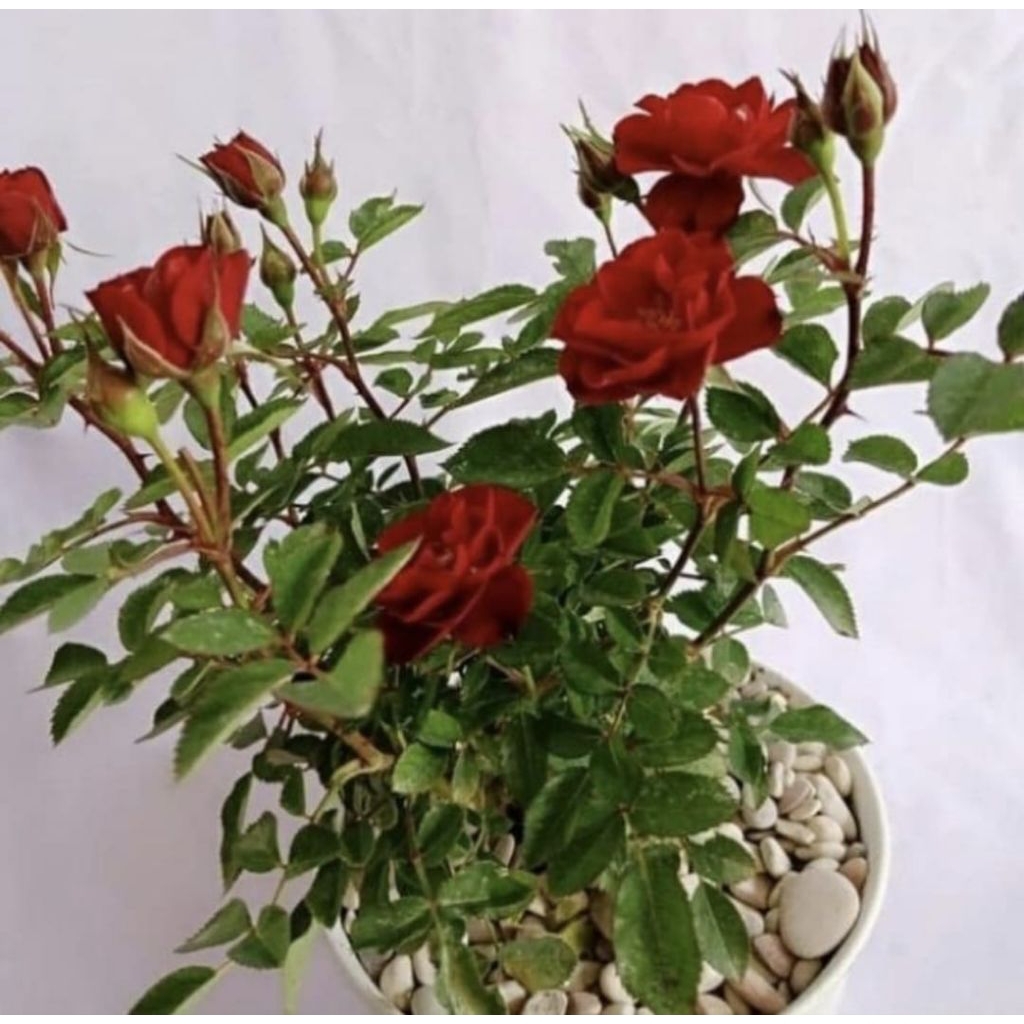 Pohon Mawar Baby Rose Bunga Merah Tanaman Hias Pohon Bunga Mawar Rambat