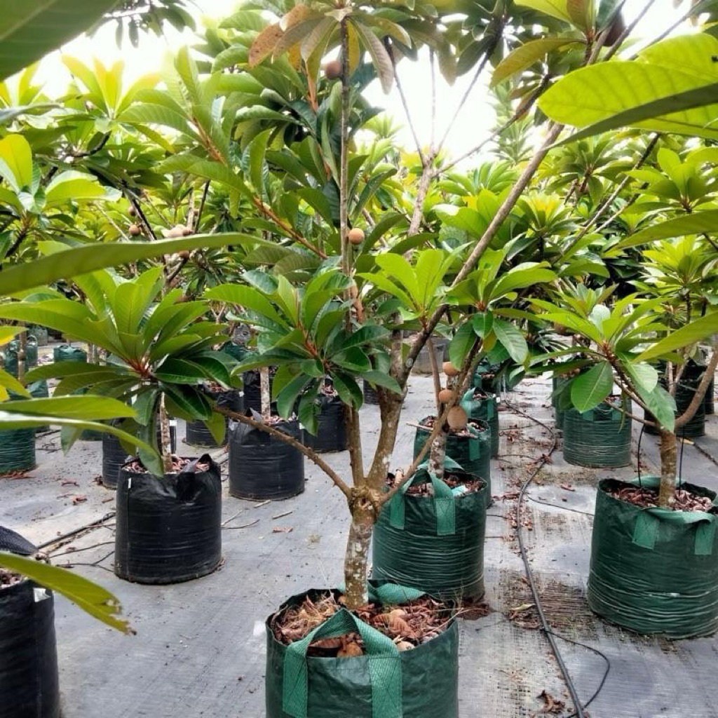 mamey sapote berbuah hasil okulasi