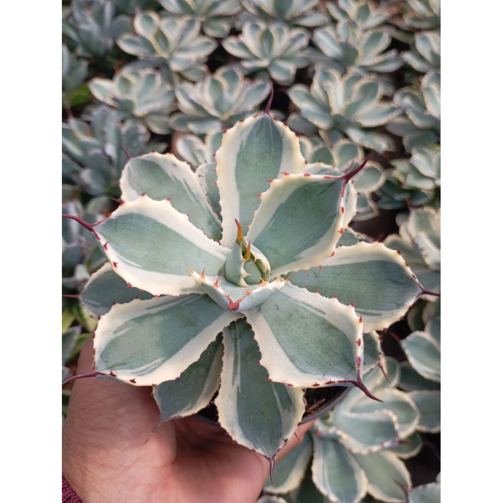 agave potatorum kishokan parigata
