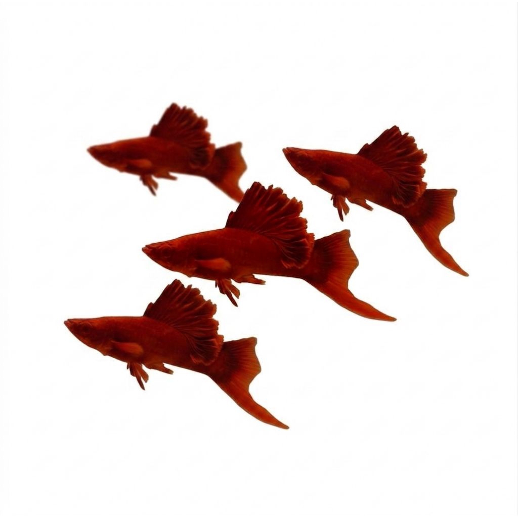 hiasan PLATY BLOOD RED 2 EK0R