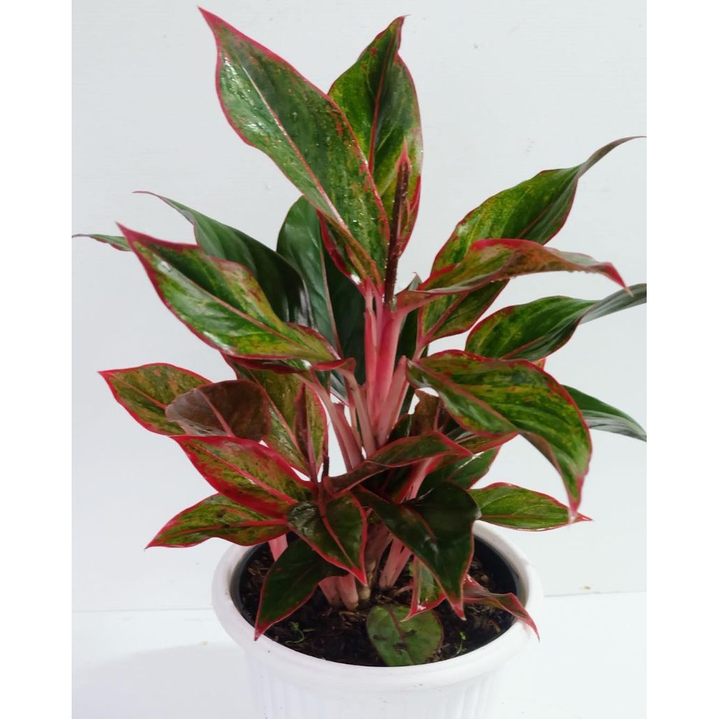 Aglonema Lipstik Merah 4–5 Daun