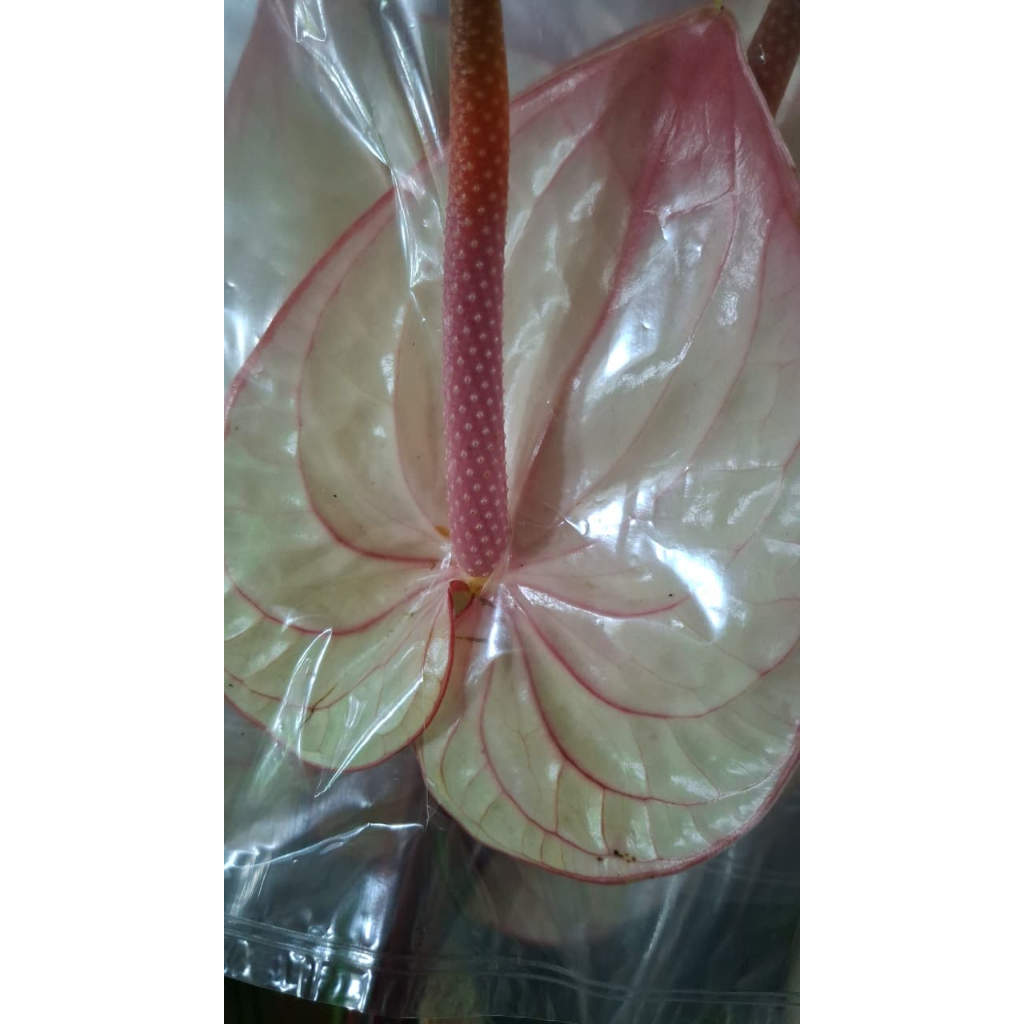 Bunga Potong Segar Anthurium Fresh Flower