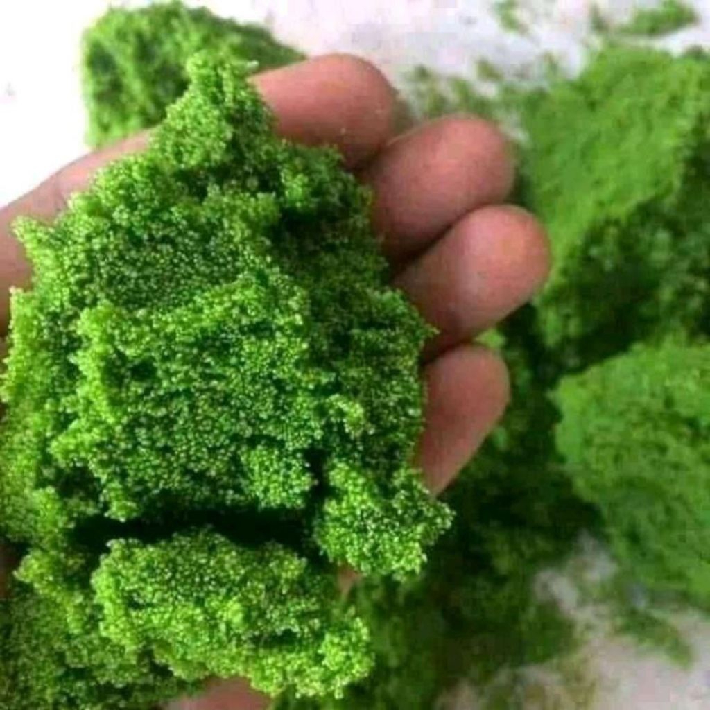 Bibit Wolffia 50gr Tanaman Pakan Ikan Protein Tinggi Starter Wolffia Hidup