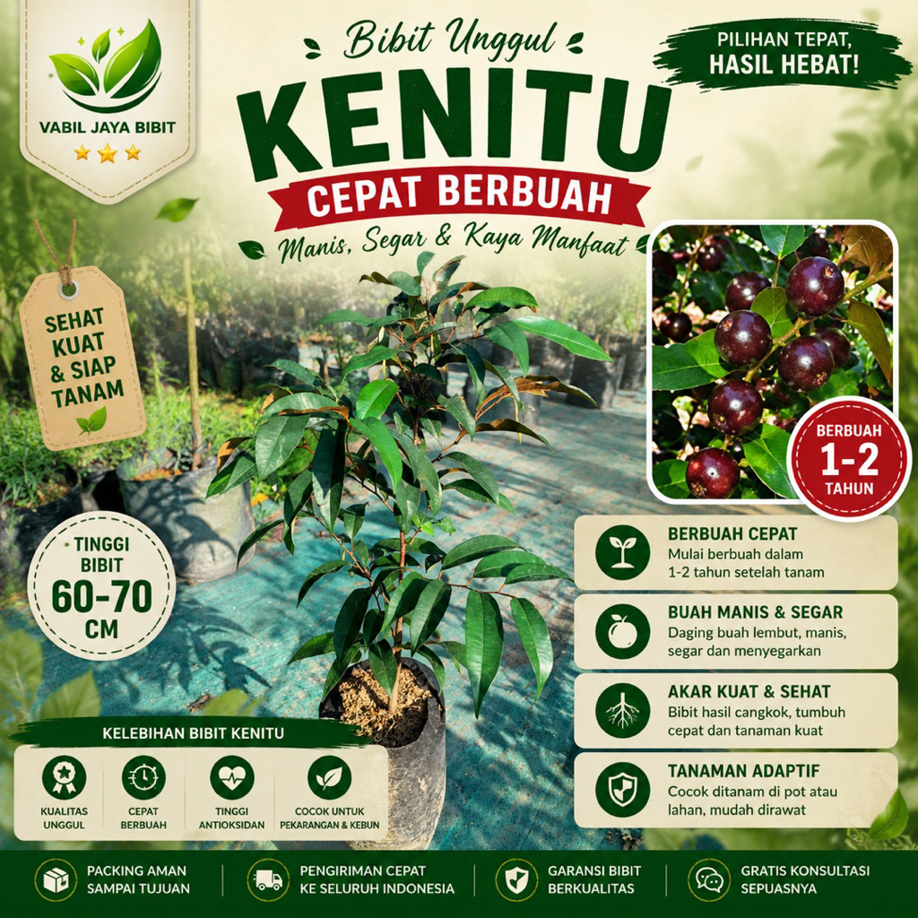 Bibit Tanaman Kenitu Unggul Cepat Berbuah Tinggi 60-70cm Hasil Cangkok