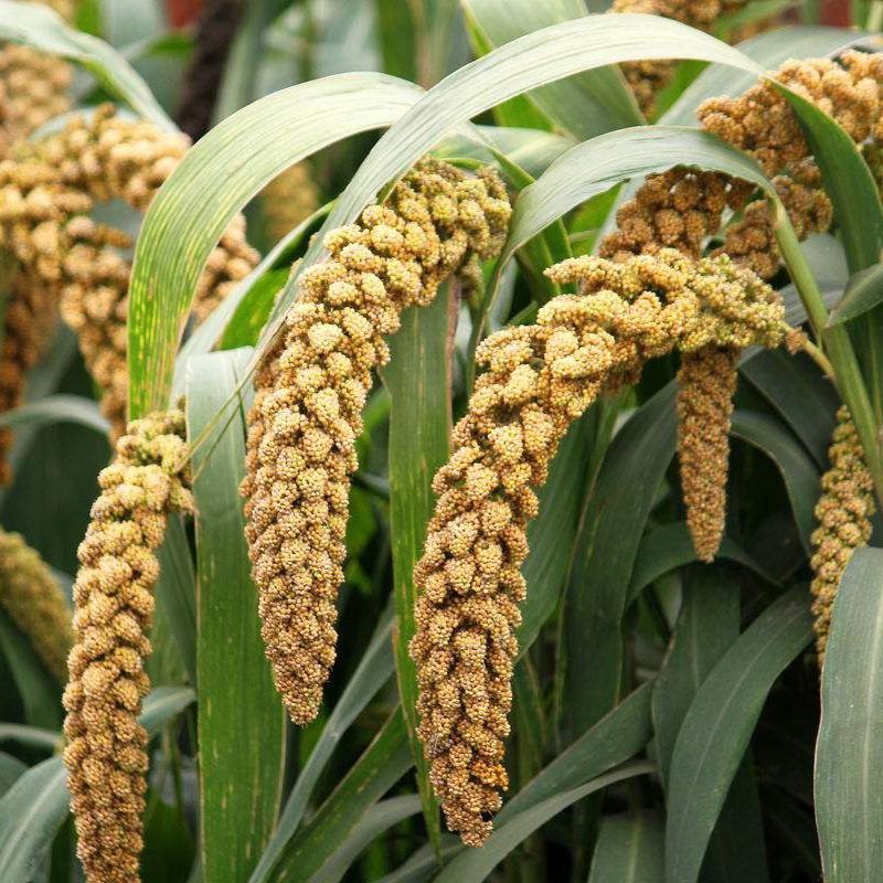 Victory Seed - Bibit Benih Jewawut (Isi 5000 Biji)
