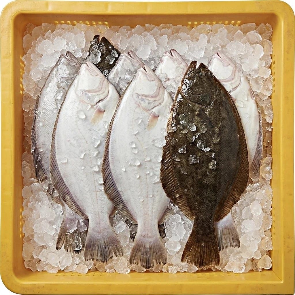Ikan Pihi