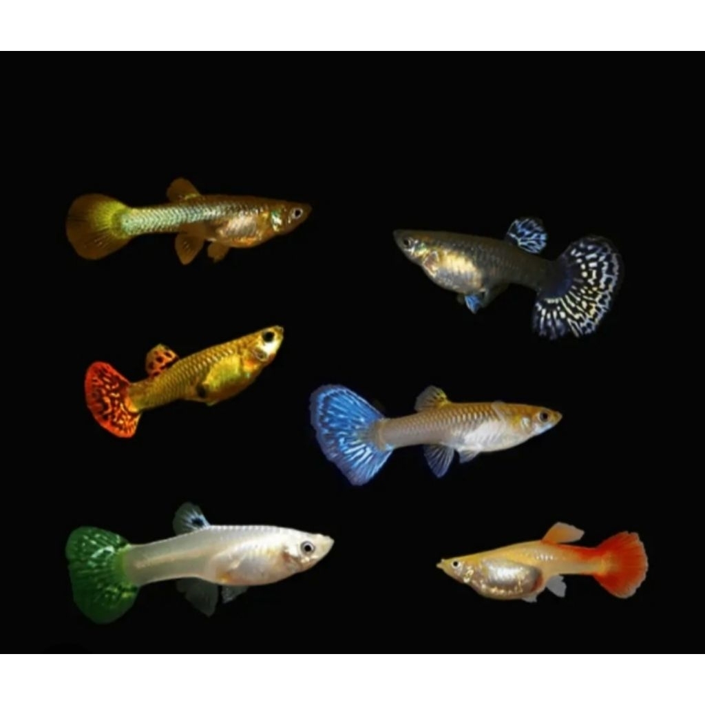 ikan Guppy female/betina ikan Guppy siap brojol ikan Guppy betina cocok untuk pemula ikan Guppy hias