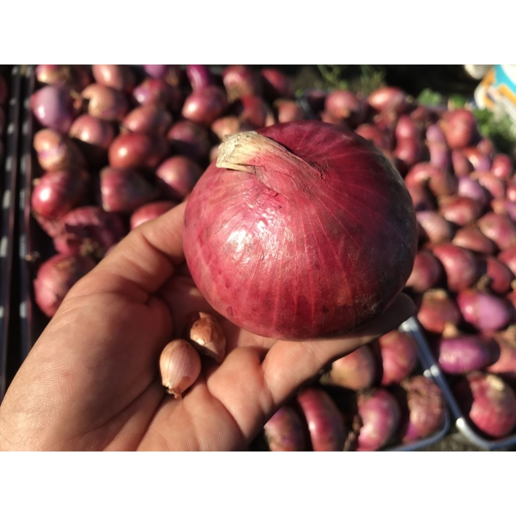 Bawang Merah India