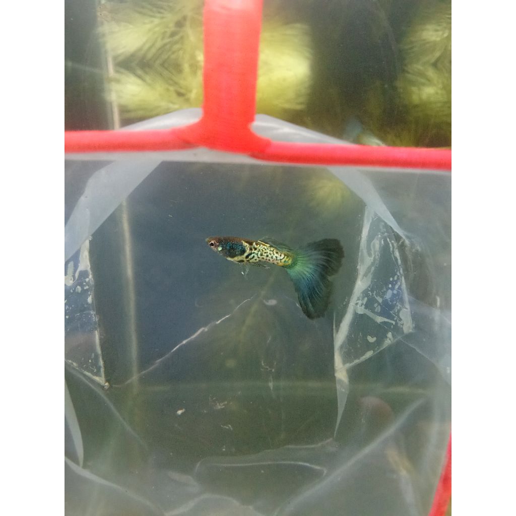 Guppy mssbt
