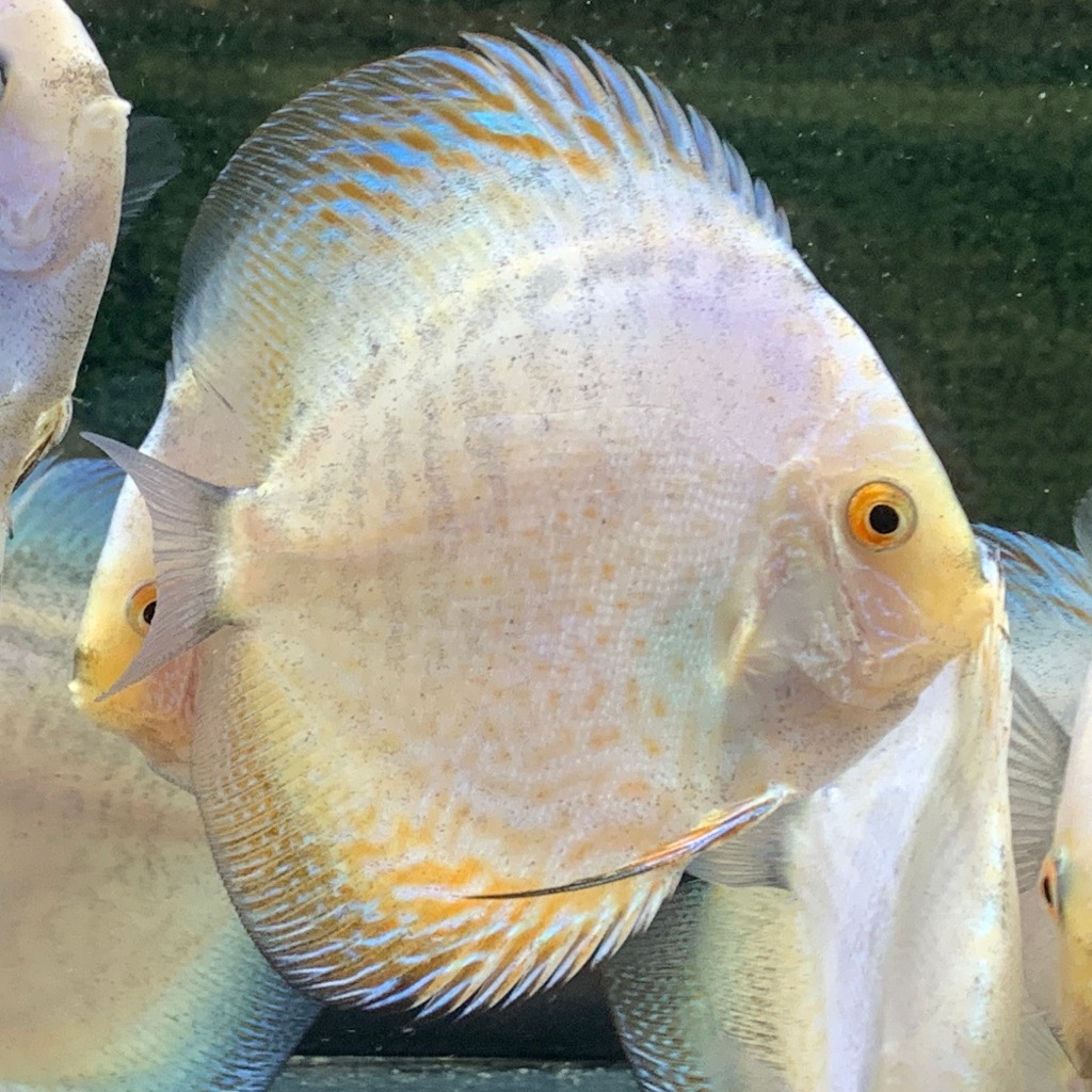 Discus White Butterfly ( 1,5 inch )