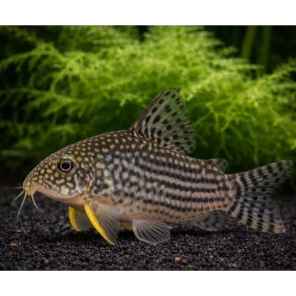 Ikan Hias Corydoras Sterbai Cory Catfish Alami Pembersih Aquascape
