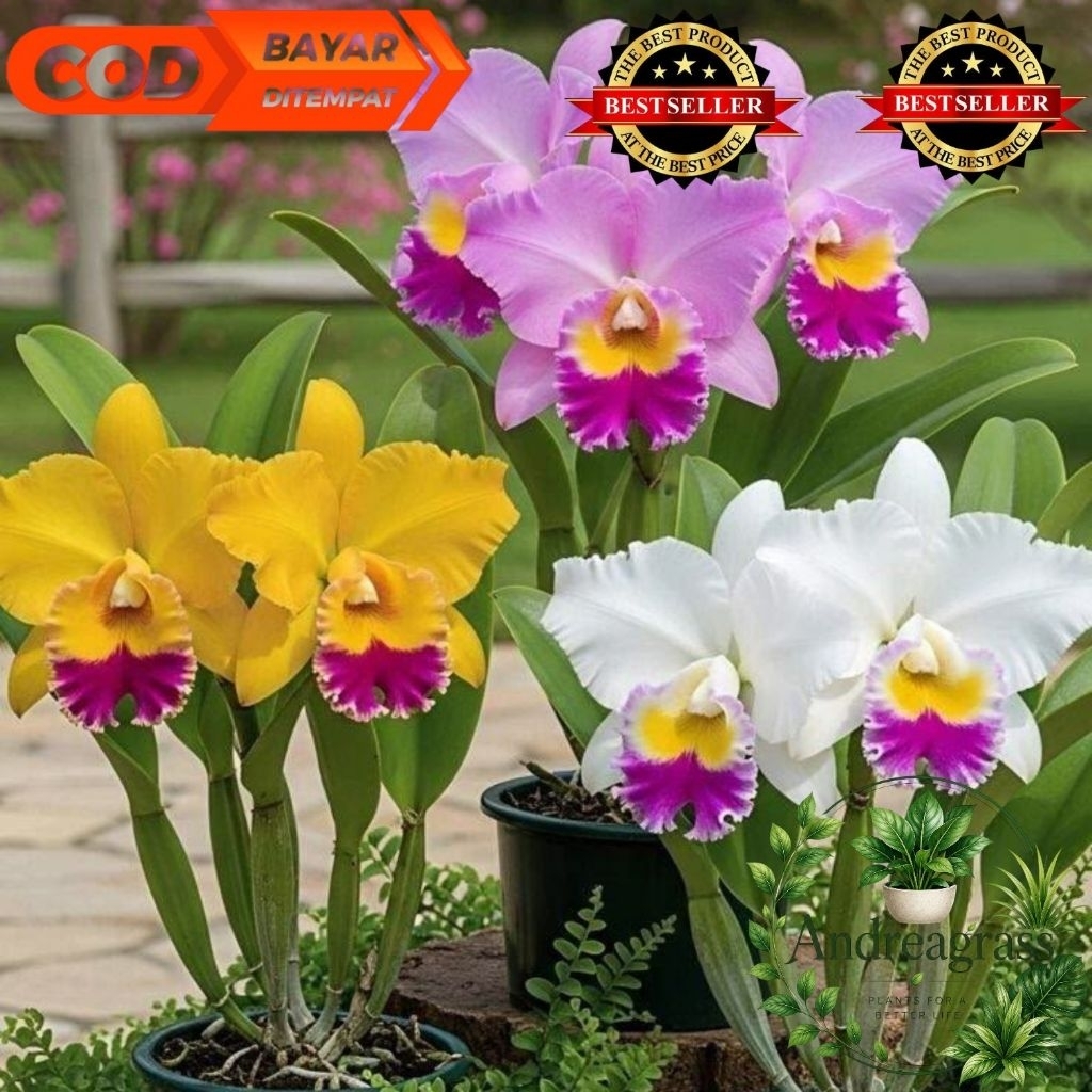 Paket hemat 3 jenis bunga Tanaman hias anggrek dendrobium - bunga hias - bunga anggrek ID 3 jenis