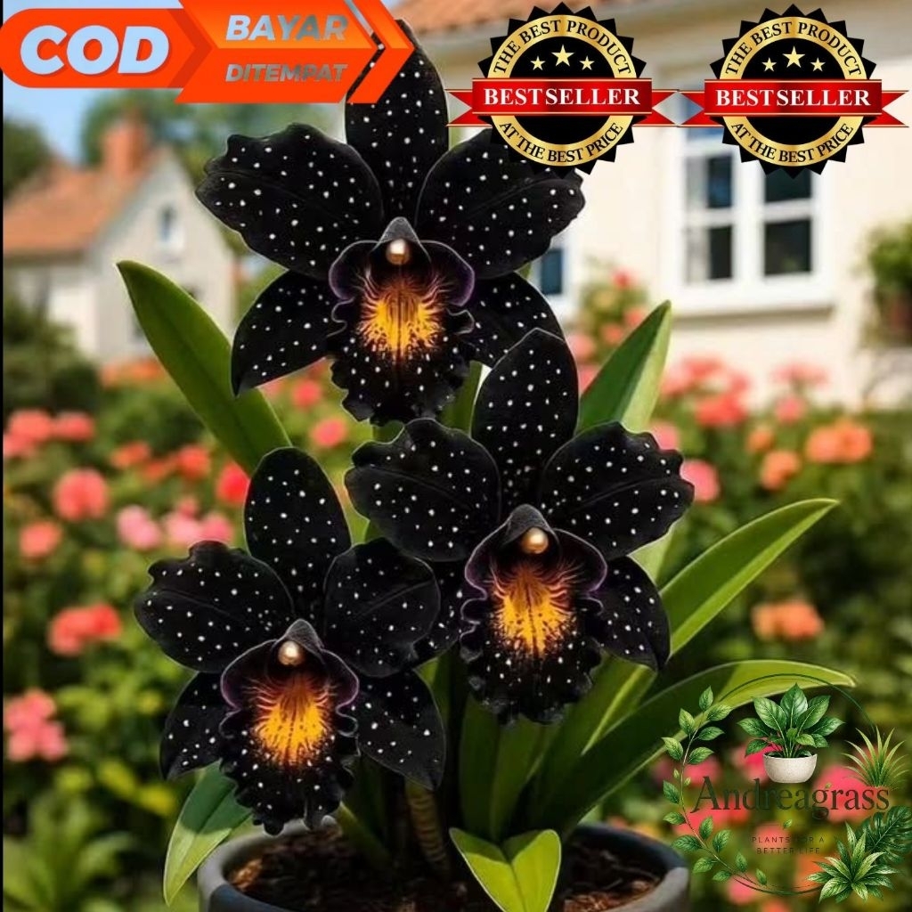 (BISA COD) Tanaman hias anggrek dendrobium import//bunga anggrek dendrobium black mamba - bunga hias