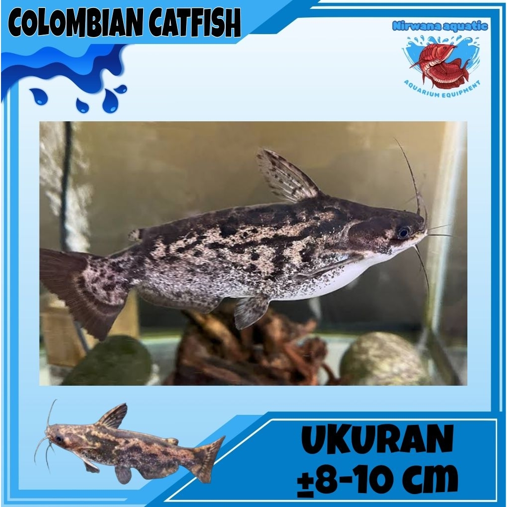 (INSTAN) IKAN PREDATOR COLOMBIAN CATFISH - UKURAN 8-10 CM