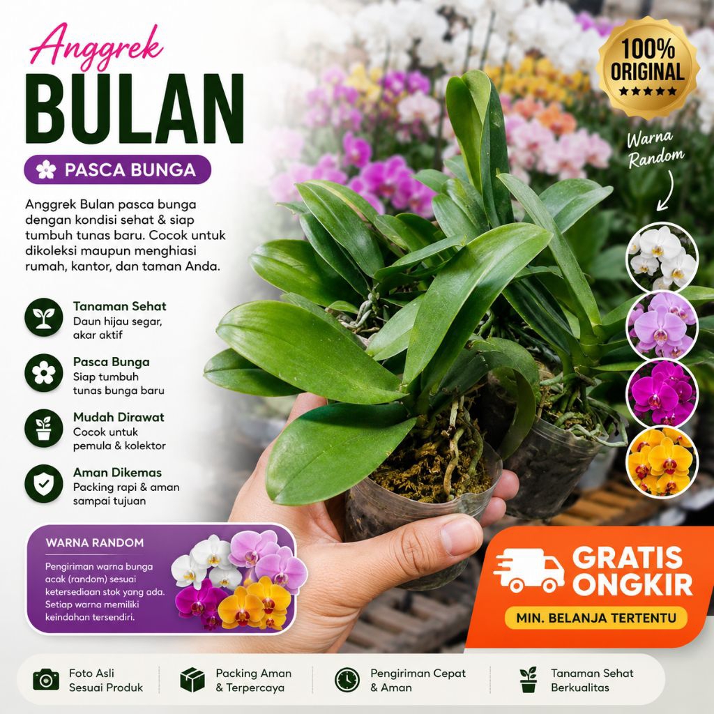 Anggrek Bulan Pasca Bunga