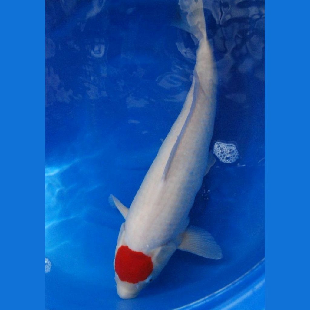 Koi Tancho Premium 20–25cm | Koi Kepala Merah Elegan