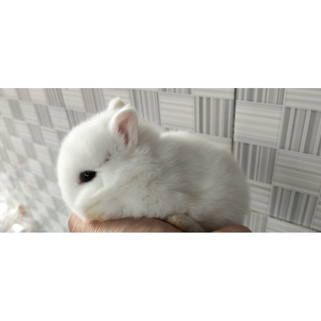 Kelinci Mini Dwarf Blue eyes white