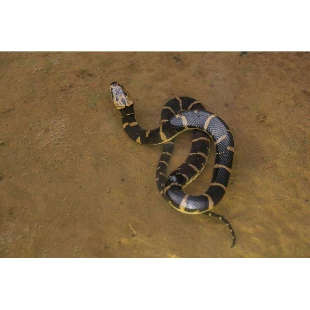 ular kadut