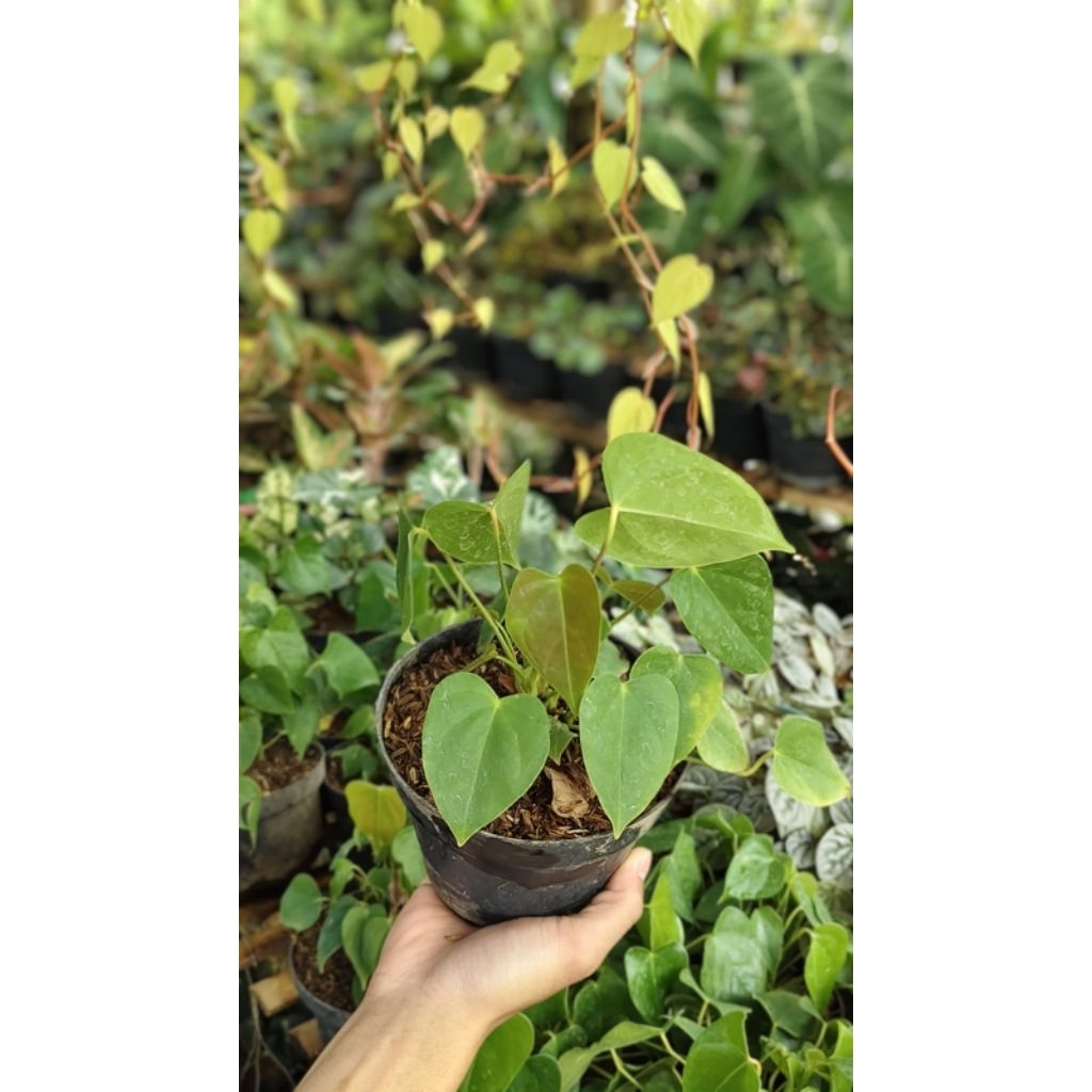 Philodendron Lupinum