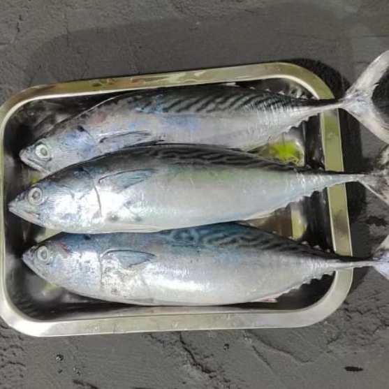 Ikan Kembung Banjar | 1kg